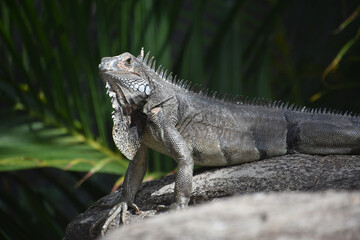 Gray Iguana Posing on a Large Rock