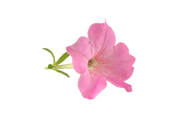 Naklejka na ściany i meble pink flower of hibiscus isolated on white background