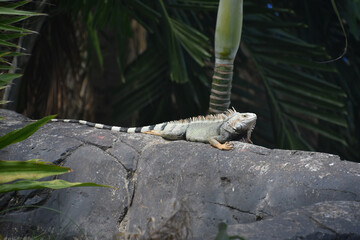 Grey Striped Iguana on a Big Rock