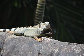 Iguana Nodding His Head Up and Down