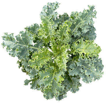 Curly Kale Leaf Clipart Png