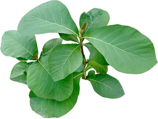 teak tree leaf plant clipart png