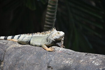 Common Iguana On a Big Rock in Aruba