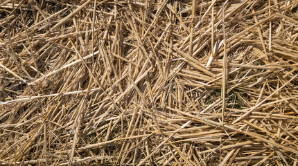 Top view of dry hayor straw and grass on the ground, abstract background