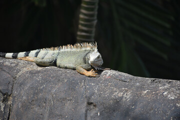 Spikey Iguana with Spines Down his Back