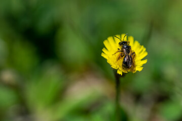 Owad podobny do pszczoły zapyla żółty kwiat. - obrazy, fototapety, plakaty