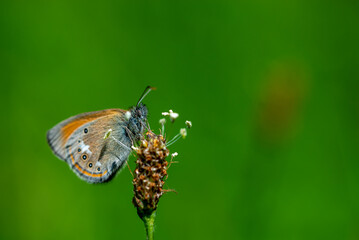 Pomarańczowo niebieski motyl dzienny, mały kolorowy motyl na babce lancetowatej.