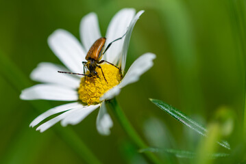 Pomarańczowo czarny chrząszcz pije nektar z biało żółtego kwiatu.