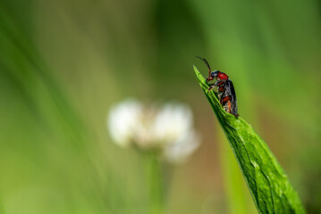 Omomiłkowate (Cantharidae), czerwono czarny chrząszcz (Cantharis rustica) wspinający się po...
