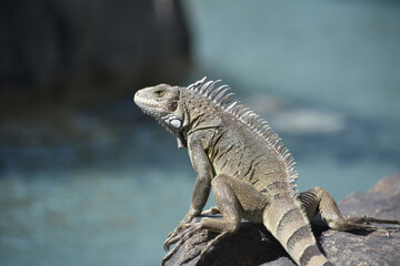 Iguana with Spikes Down His Spine in Aruba