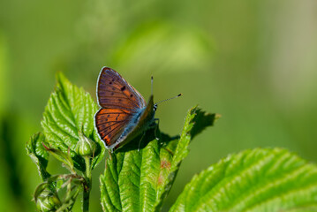 Pomarańczowo niebieski motyl dzienny, czerwończyk zamgleniec (Lycaena alciphron) motyl z rodziny modraszkowatych (Lycaenidae).
