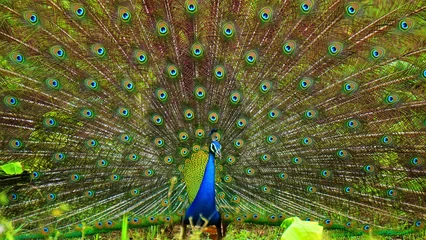 Fotobehang peacock with feathers out © Baburaj