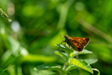 Pomarańczowo czarny motyl dzienny, karłątek kniejnik (Ochlodes venatus = Ochlodes sylvanus = Ochlodes faunus), powszelatkowate ( warcabnikowatych) (Hesperiidae), (2).