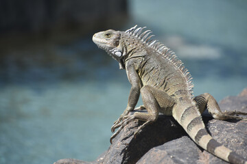 Close Up Look at a Large Iguana on a Rock