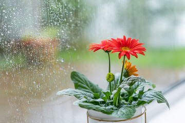 Red gerbera flower on rainy glass window background. Rainy day. texture of rain drops, wet glass....