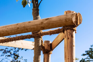 Planting, Growing Garter Young Trees Seedlings Supported by wooden stick. Tree Protection, Urban Planning