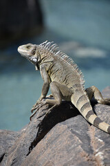 Iguana on the Edge of a Large Rock