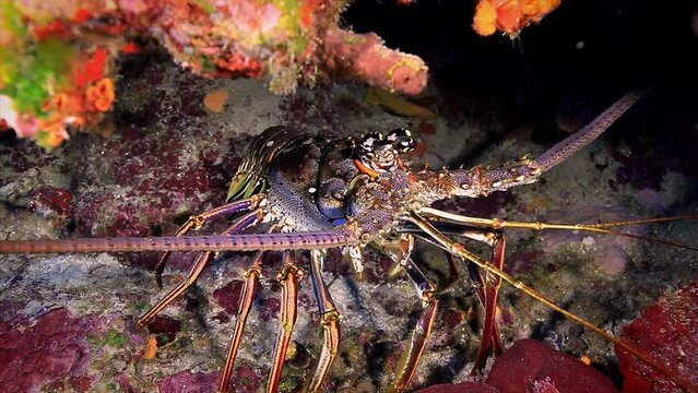 Caribbean spiny lobster closeup in coral reef of Roatan