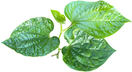 green betel leaf  clipart png - obrazy, fototapety, plakaty