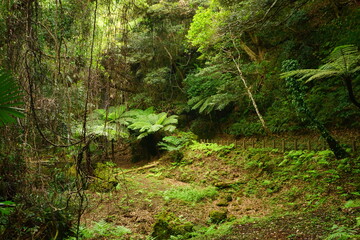 Uramiga Taki Water Fall in Hachijo-jima, Tokyo, Japan - 日本 東京 八丈島 裏見ヶ滝