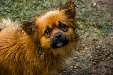 a red old small mongrel dog