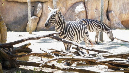 zebra eating grass