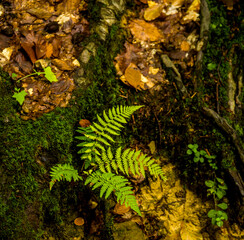 a fern leaves in the forest