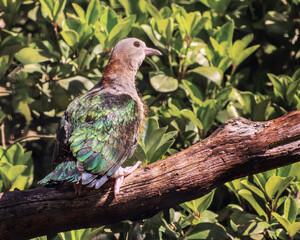 Common emerald dove, Chalcophaps indica. Birds watching. Portrait