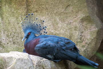 Crowned pigeon. Birds watching. Portrait