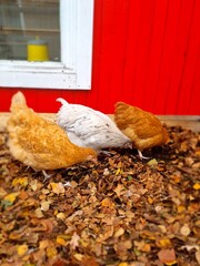 three hens