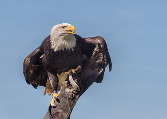 Bald eagle, Haliaeetus leucocephalus. Portrait