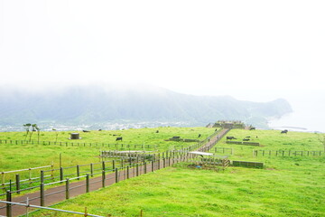 Fototapeta na wymiar Fureai Farm, Cattle Grazing in Hachijo-jima, Tokyo, Japan - 日本 東京 八丈島 ふれあい牧場 