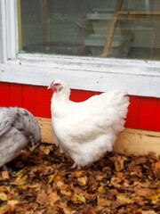 chicken on the farm