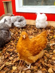 chicken on the farm