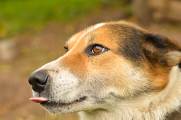 Close-up of a brown mixed breed dog on a natural background