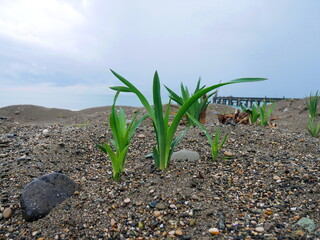 Flora and plants of Abkhazia. Plants growing on the Black Sea coast.