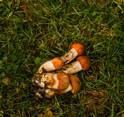 a small white mushrooms (Boletus edulis) in the forest