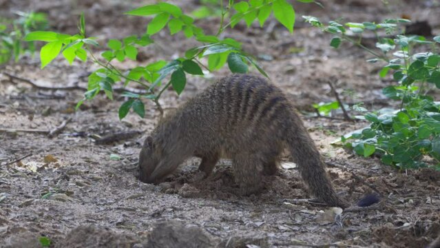 Banded mongoose (Mungos mungo)Pack of Banded mongoose diging insects