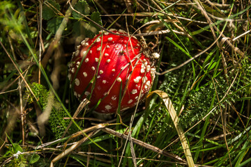 a red Amanita Muscaria in the forest
