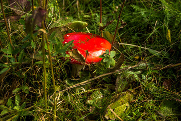 a red Amanita Muscaria in the forest