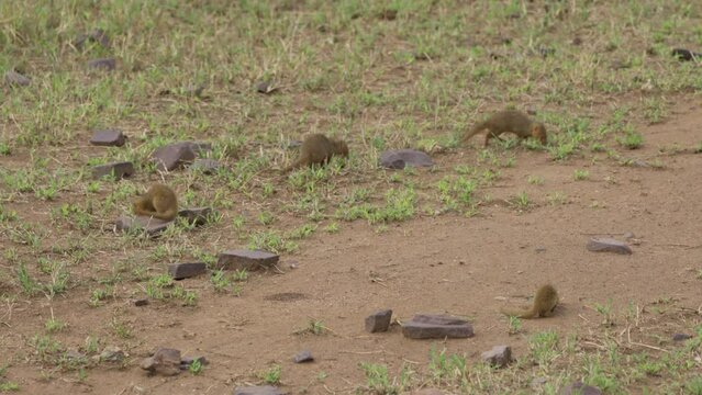 Common dwarf mongoose (Helogale parvula) A group ran in search of food in the the savannah, Serengti National Park