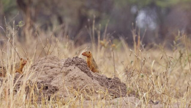 Common dwarf mongoose (Helogale parvula) on Mound-building termites in the savannah, SSerengti National Park, Tanzania.
