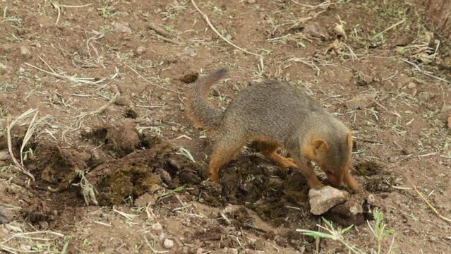 Common dwarf mongoose (Helogale parvula) on Mound-building termites in the savannah, SSerengti National Park, Tanzania.