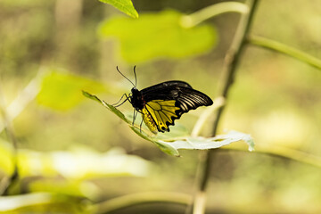 Butterfly on a flower close up