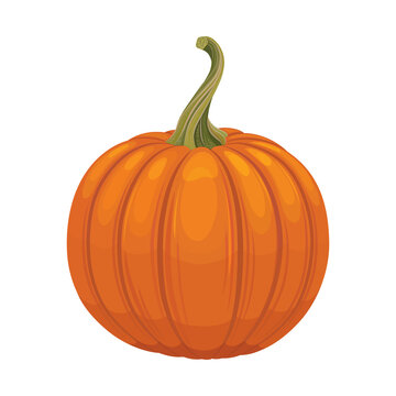 Vegetables collection. Graphic illustration with autumn orange pumpkin. PNG file