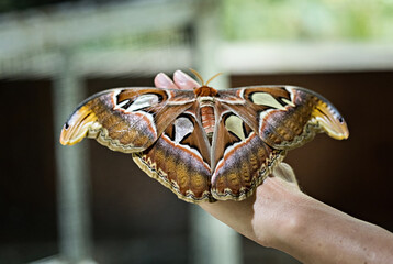 Attacus Atlas butterfly in Bali, Indonesia