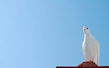 Paloma blanca. Cielo con pájaro para escribir texto publicitario