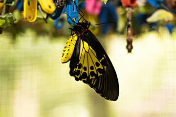 Butterfly in the insect garden