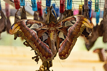 Attacus Atlas butterfly in Bali, Indonesia