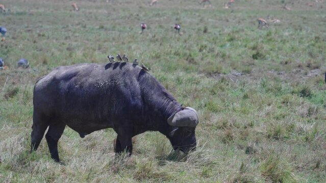 African buffalo or Cape buffalo (Syncerus caffer) with Wattled Starling resting on his back